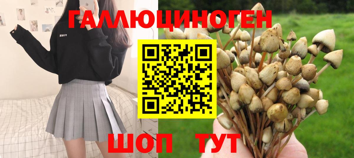Красноармейск  Галлюциногенные грибы Psilocybe  Вход с VPN 